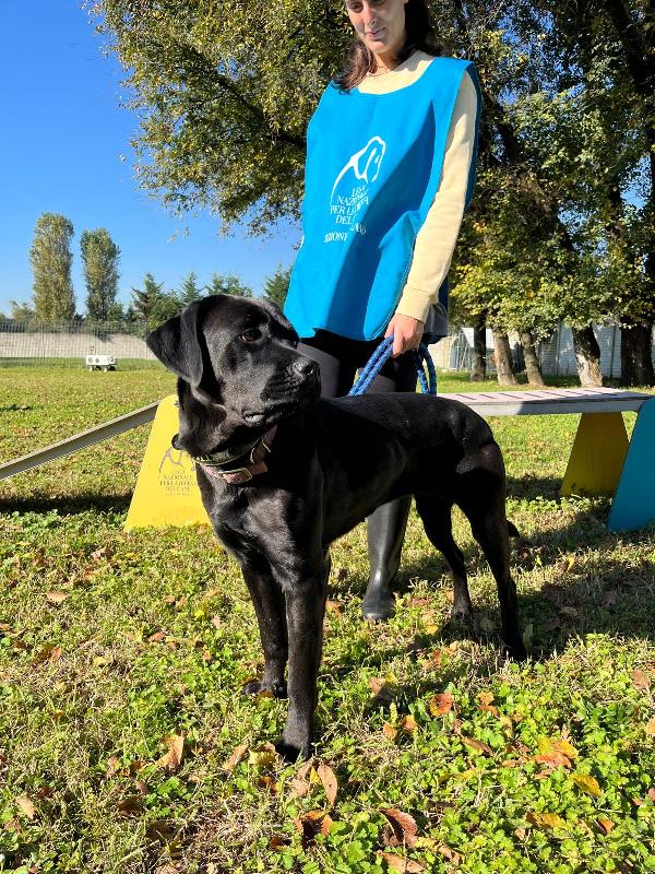 CARBONELLA CANE CORSO Foto 6